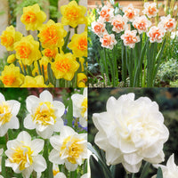 Spring garten with double narcissus weiß and gelb blooms
