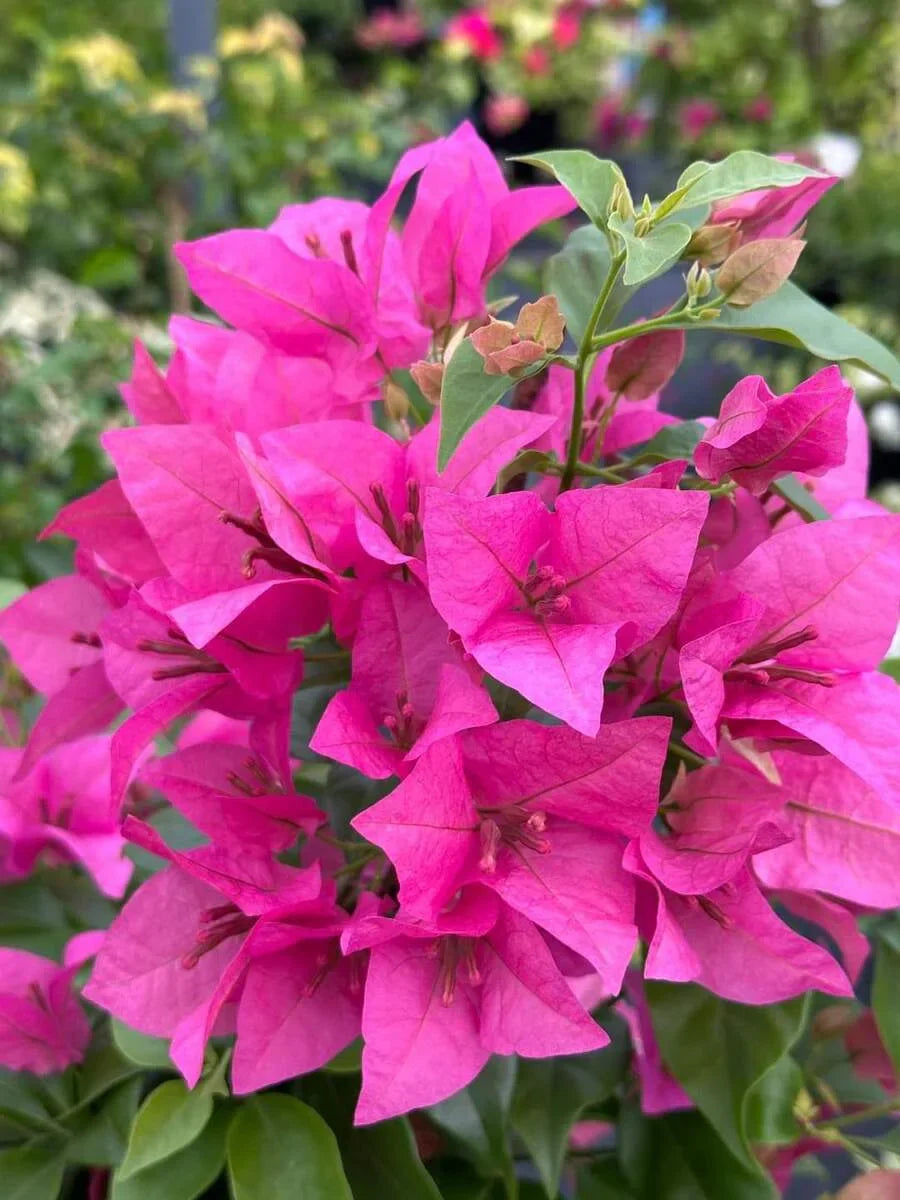 Spring rosa bougainvillea blumen for garten beds