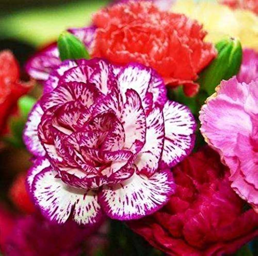 Spring rosa carnation blumen in bloom