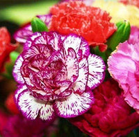Spring rosa carnation blumen in bloom