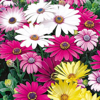 Spring rosa osteospermum blumen for garten beds