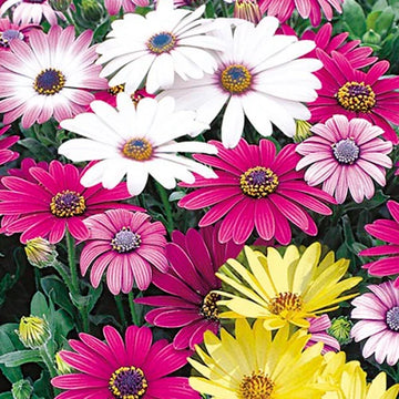Spring rosa osteospermum blumen for garten beds