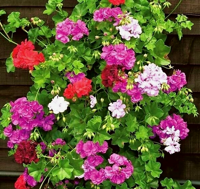 Spring lila geranium blumen for garten decoration