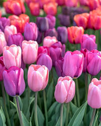 Light lila tulips blooming in spring garten