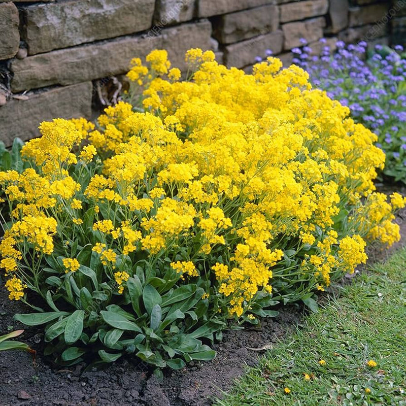 Lemon gelb rock cress in spring garten