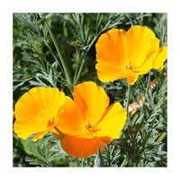 Spring and summer gelb eschscholtzia blooms