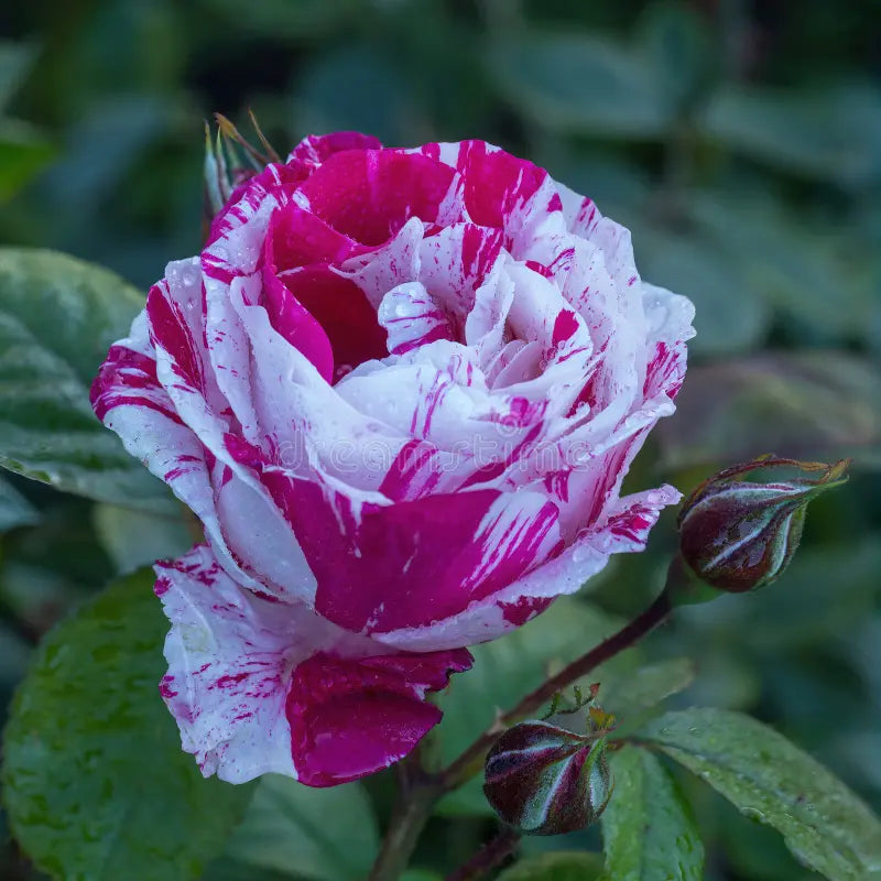 Spring unique mixed rose blumen for garten beds