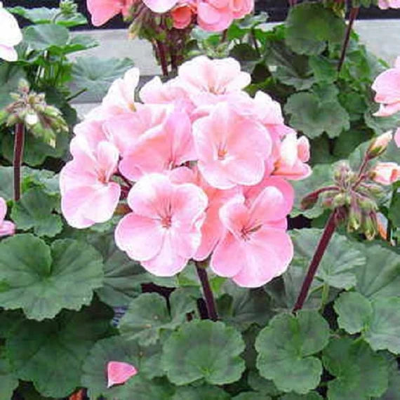 Spring univalve geranium light rosa blumen for garten beds