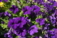 Spring violet petunia blumen for outdoor decor