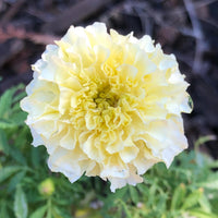 Spring weiß marigold blumen in full bloom