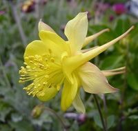 Spring gelb aquilegia blumen for garten decoration