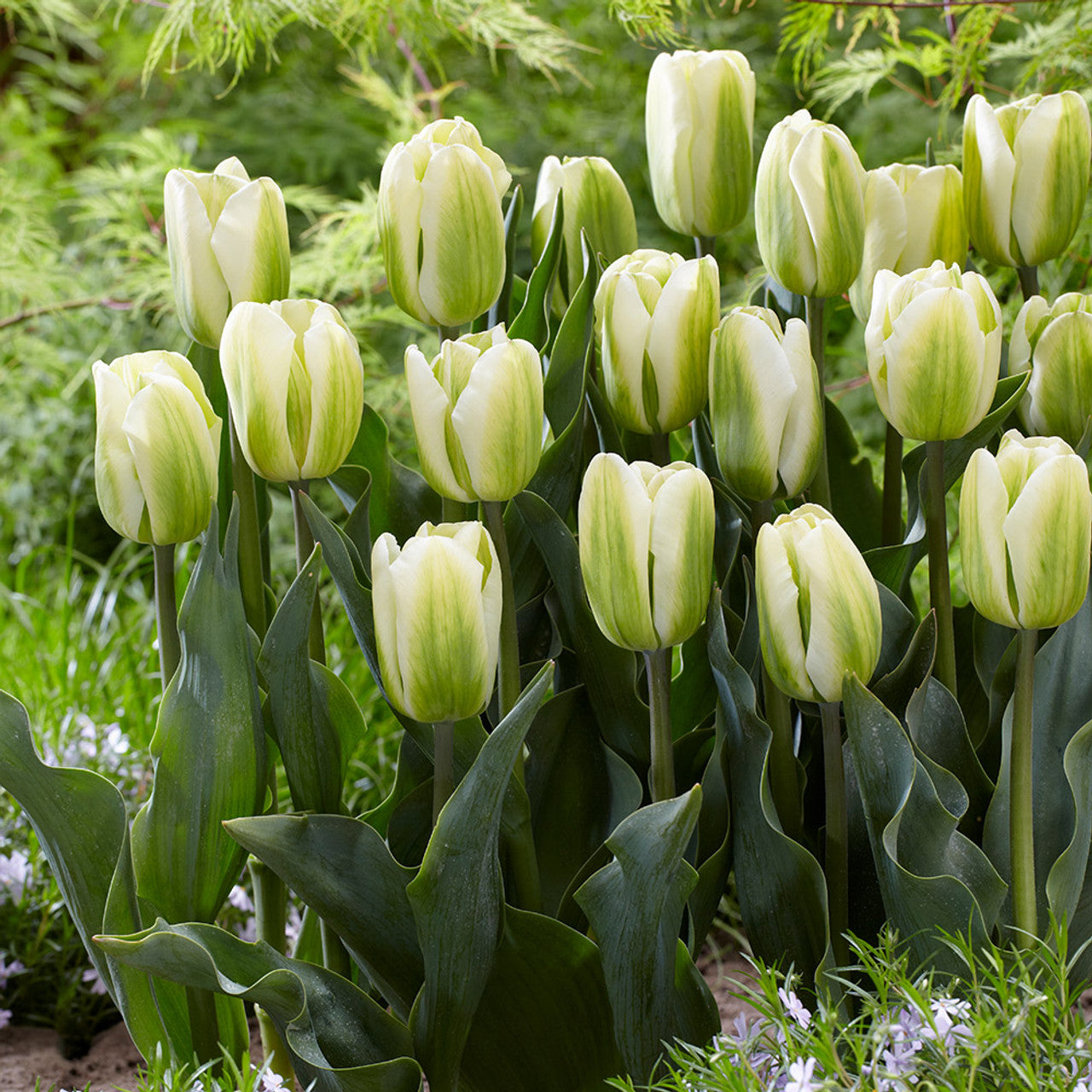 Spring-blooming-grün-tulip-samen