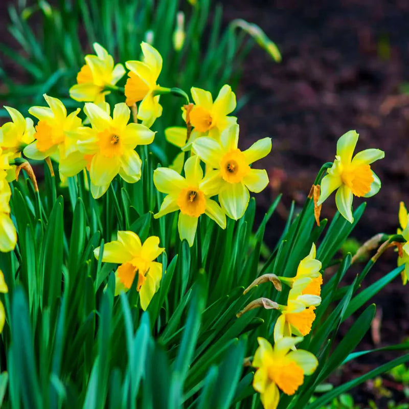 Springtime daffodil blume samen for anpflanzung – gelb spring blooms