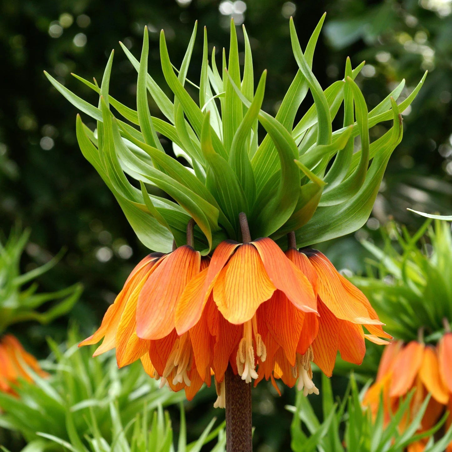 Crown Imperial Blumensamen – Samen zur Aussaat Bell-Shaped Blüten