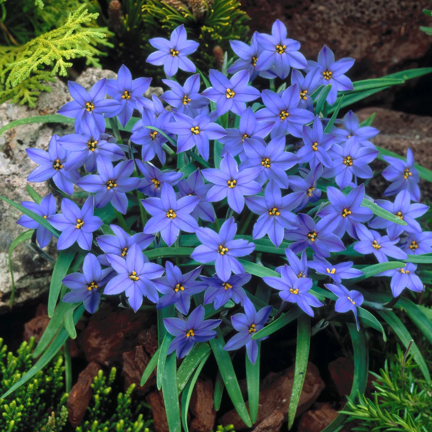 Starflower Samen einzigartig und farbenfroh Garten Decoration