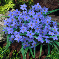 Starflower Samen einzigartig und farbenfroh Garten Decoration