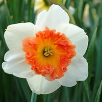 Narzisse Weiß Rot Samen zur Aussaat – elegant Blume Blüten