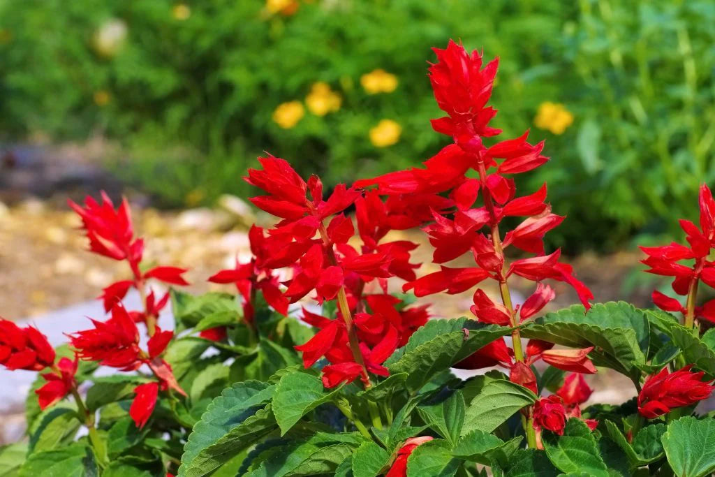 Enana Roja Blumensamen zur Aussaat – pflegeleicht – Traditionssorte & ohne Gentechnik Samen Hausgarten