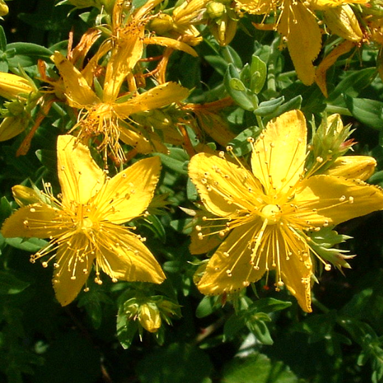 Bright Yellow Blumen of Great Saint John’s Wort in Bloom