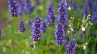 hyssop hyssopus officinalis samen