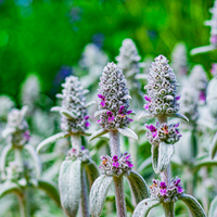 Stachys Blumensamen zur Aussaat leuchtend Traditionssorte & ohne Gentechnik Samen Hausgarten
