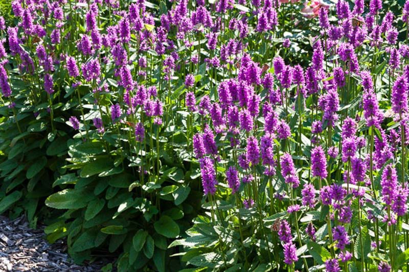 Stachys Officinalis Blumensamen zur Aussaat leuchtend Blüten Traditionssorte & ohne Gentechnik Samen Hausgarten