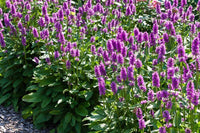 Stachys Officinalis Blumensamen zur Aussaat leuchtend Blüten Traditionssorte & ohne Gentechnik Samen Hausgarten