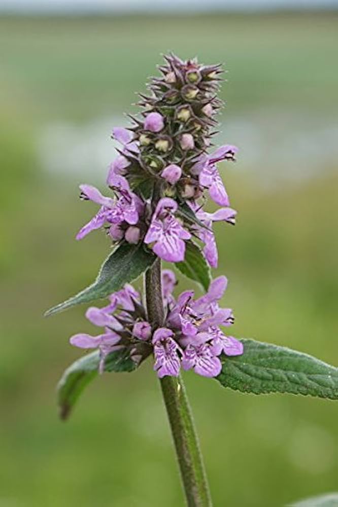 Perennial Marsh Woundwort Kraut thriving near water or rain Garten