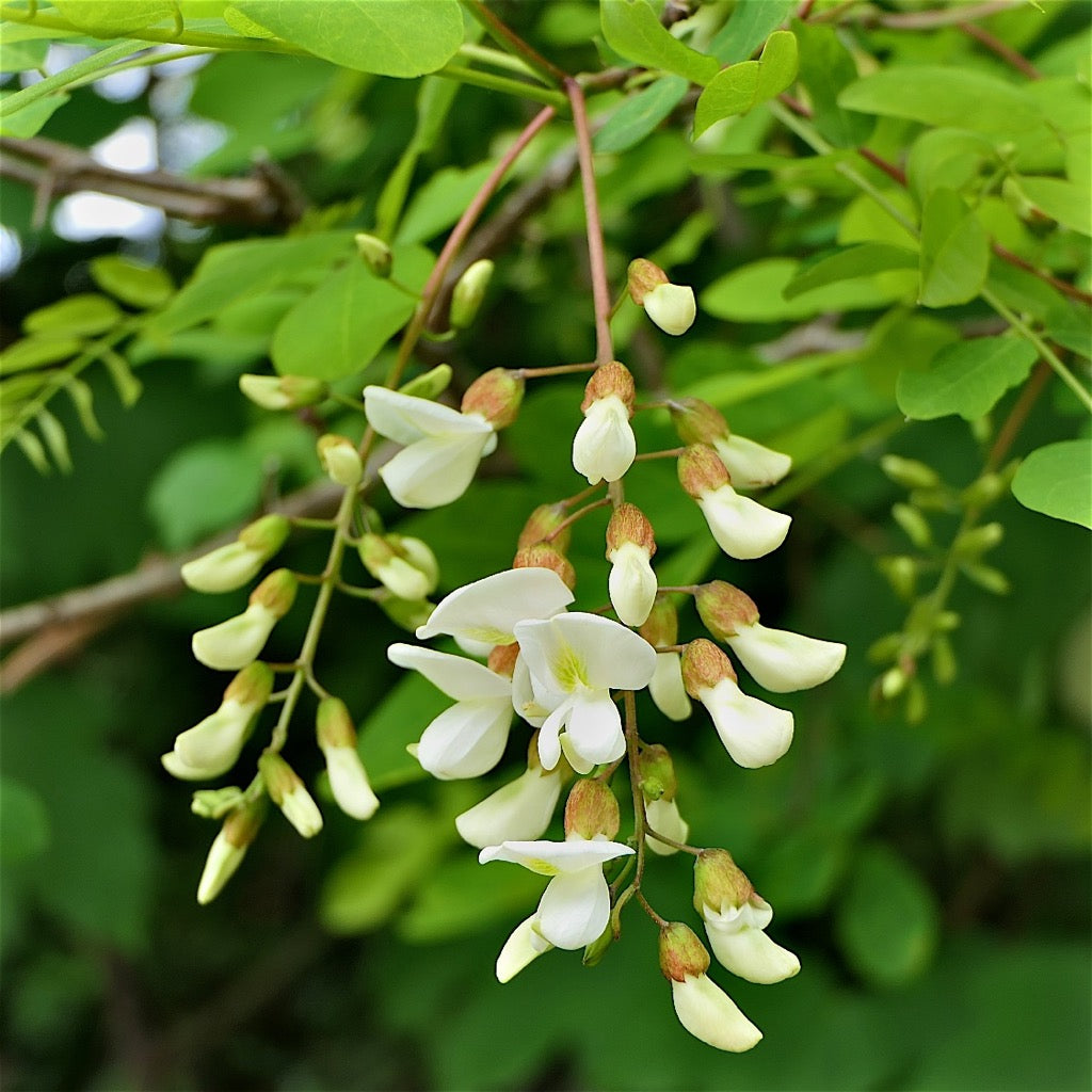 Pseudoacacia Blumensamen zur Aussaat Landhaus Garten wichtig Traditionssorte & ohne Gentechnik Samen Hausgarten