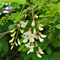 Pseudoacacia Blumensamen zur Aussaat Landhaus Garten wichtig Traditionssorte & ohne Gentechnik Samen Hausgarten