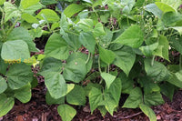 Stallard bean pflanzen wachsend in garten