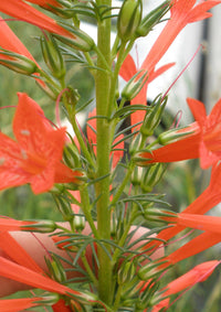 Standing cypress blume samen for anpflanzung