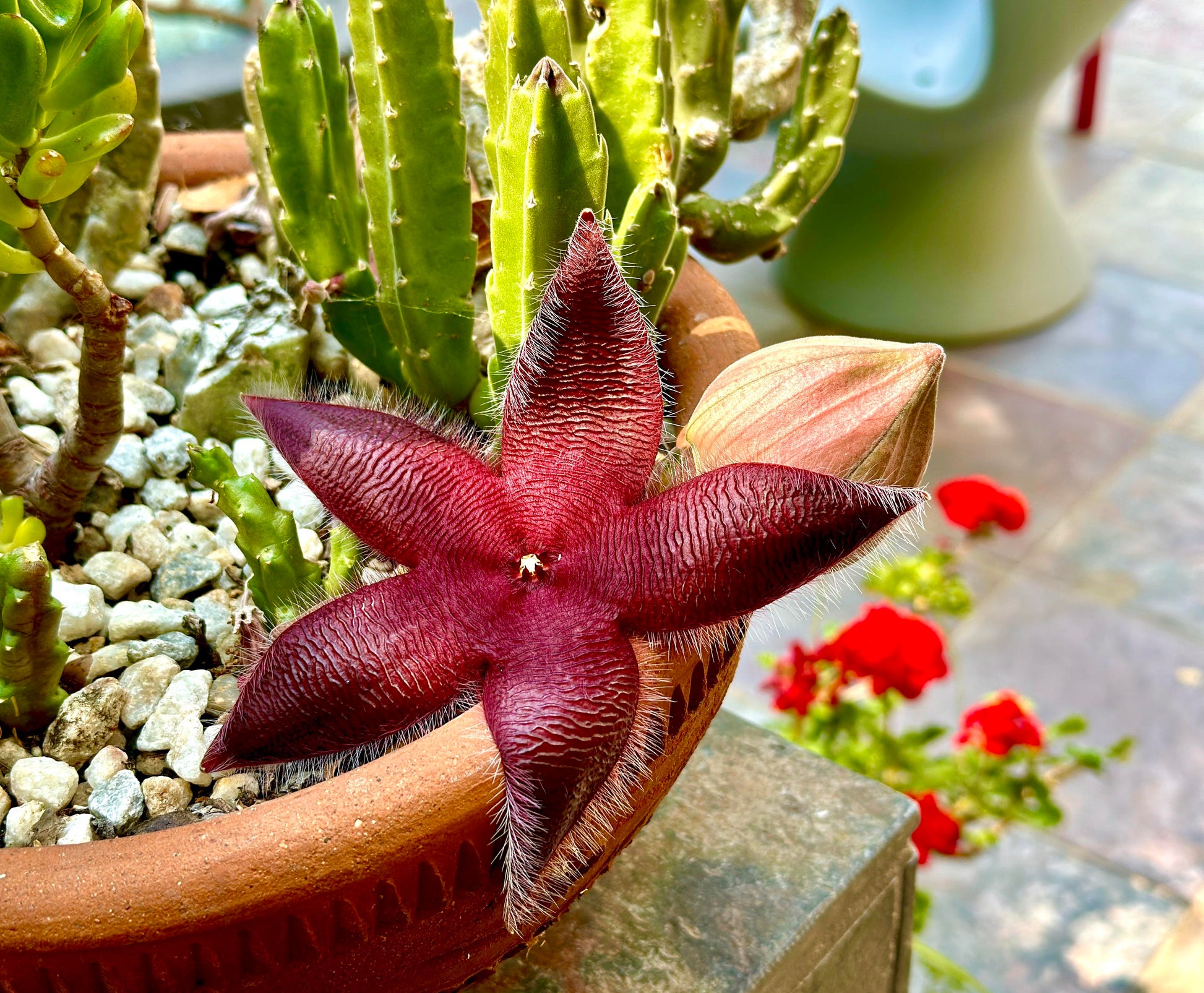 Rot Stapelia Blumensamen zur Aussaat – kompakt Wuchs – Traditionssorte & ohne Gentechnik Samen Hausgarten
