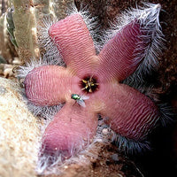 Rot Stapelia Blumensamen zur Aussaat – kompakt Wuchs – Traditionssorte & ohne Gentechnik Samen Hausgarten