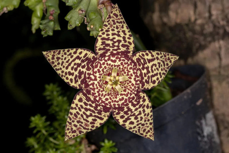 Stapelia (stapelia pulchella) samen for anpflanzung in home garten