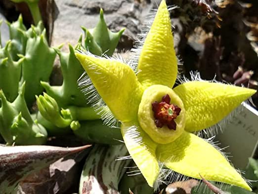 Stapelia Pulchella Succulent Pflanze in Pot