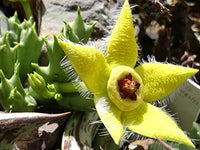 Stapelia Pulchella Succulent Pflanze in Pot