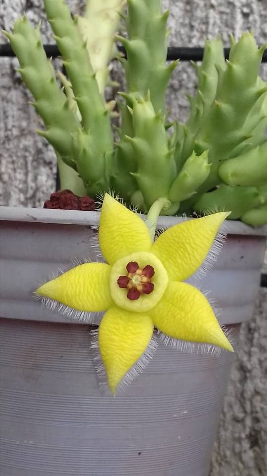 Stapelia Pulchella Seedlings Anbau Indoors