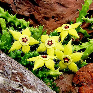 Stapelia Pulchella Blume Samen for Easy Aussaat