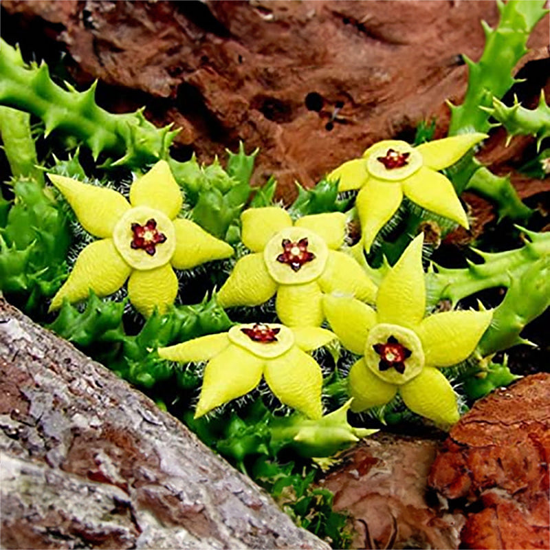 Stapelia Pulchella Blume Samen for Easy Aussaat