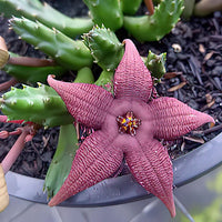 Bordeaux Stapelia zur Aussaat duftend Blüten Traditionssorte & ohne Gentechnik Samen Hausgarten