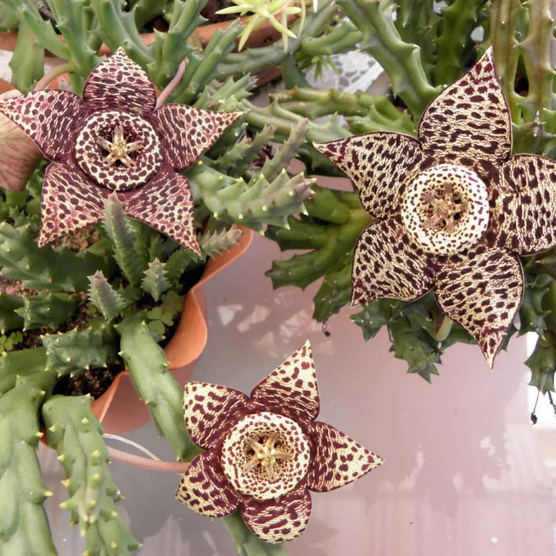 Stapelia variegata succulent pflanze with variegated blumen