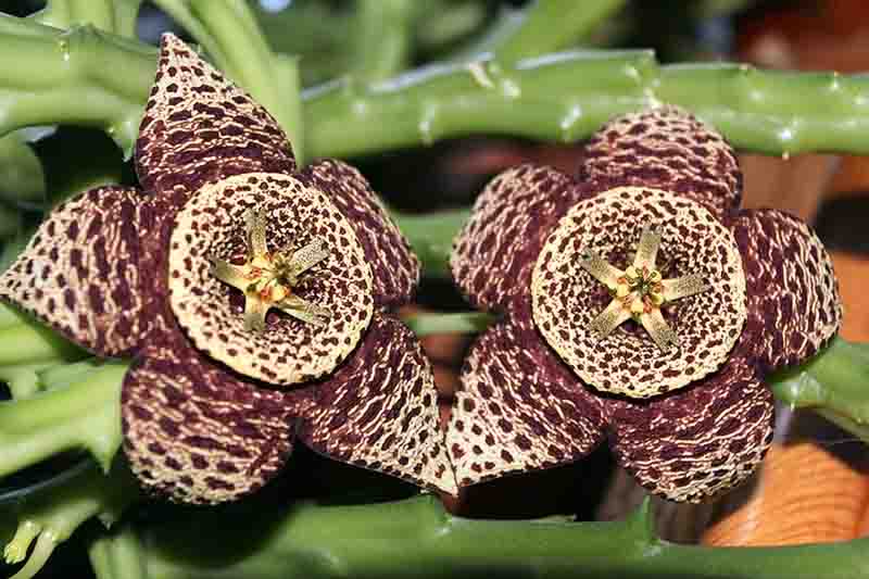 Stapelia Variegata Blumensamen zur Aussaat – Garten beliebt – Traditionssorte & ohne Gentechnik Samen Hausgarten