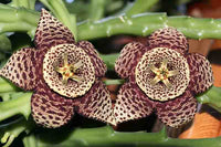 Stapelia Variegata Blumensamen zur Aussaat – Garten beliebt – Traditionssorte & ohne Gentechnik Samen Hausgarten