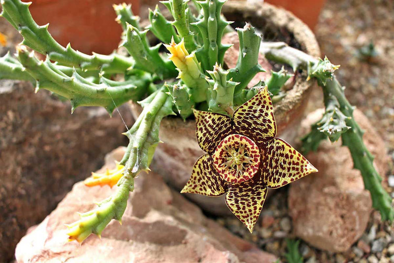Stapelia Variegata Blumensamen zur Aussaat – Garten beliebt – Traditionssorte & ohne Gentechnik Samen Hausgarten