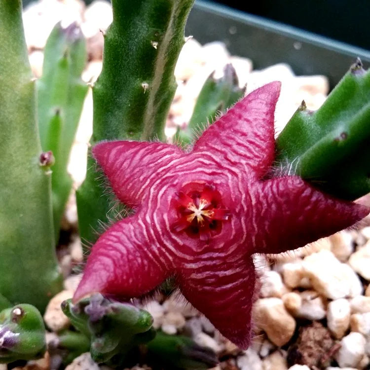 Stapelia Blumensamen zur Aussaat pflegeleicht Traditionssorte & ohne Gentechnik Samen Hausgarten