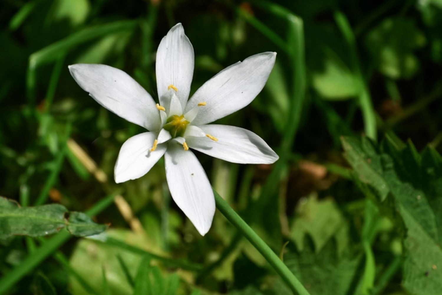 Star Bethlehem Blumensamen zur Aussaat