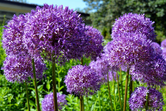 Star of Persia Allium Samen Allium christophii