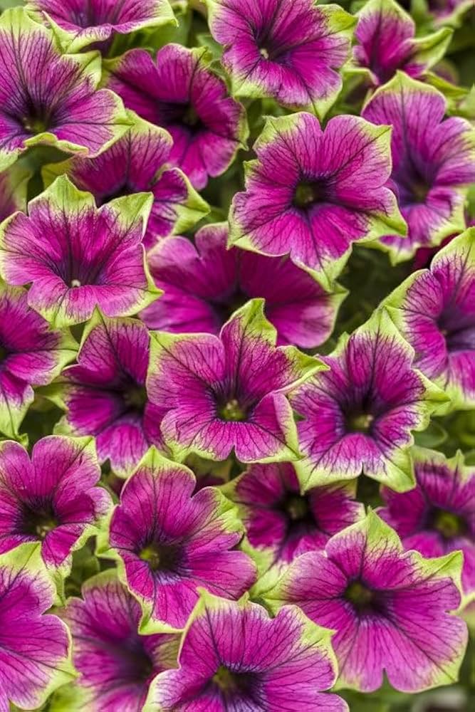 Star petunia rosa blooms in a hanging basket