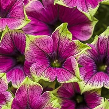 Star petunia rosa blume samen for anpflanzung
